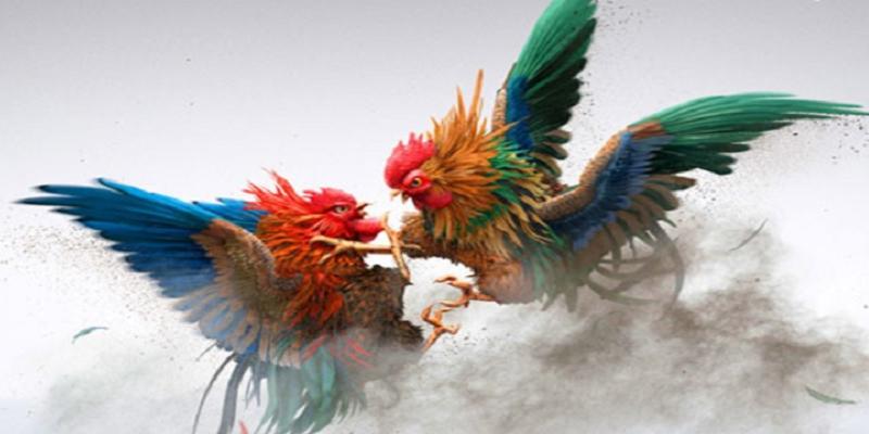 Giới thiệu đôi nét về sảnh chơi đá gà hấp dẫn nhất 2025
